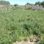 Tot-Net contribuye a la reforestación con la plantación de 60 árboles en la Reserva Natural de los Galachos