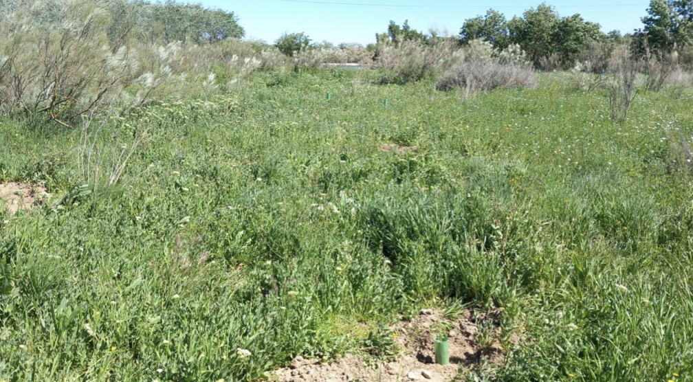 Tot-Net contribuye a la reforestación con la plantación de 60 árboles en la Reserva Natural de los Galachos