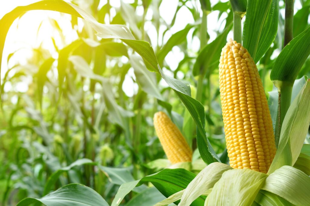 Areté – The Agri Food Intelligence Company analiza el impacto de los nuevos aranceles estadounidenses