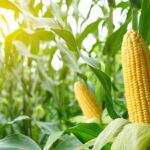 Areté – The Agri Food Intelligence Company analiza el impacto de los nuevos aranceles estadounidenses