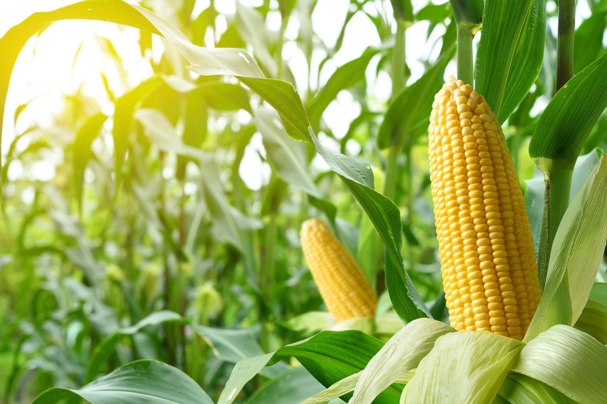 Areté – The Agri Food Intelligence Company analiza el impacto de los nuevos aranceles estadounidenses
