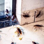 Servicios profesionales de fumigación de cucarachas en Madrid por Almuplaza DDD