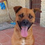 Rescate de animales, la labor incansable de SOS Vidas en defensa de los más vulnerables