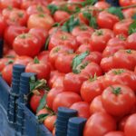 Un ensayo revela cómo la biotecnología ecológica multiplica la producción