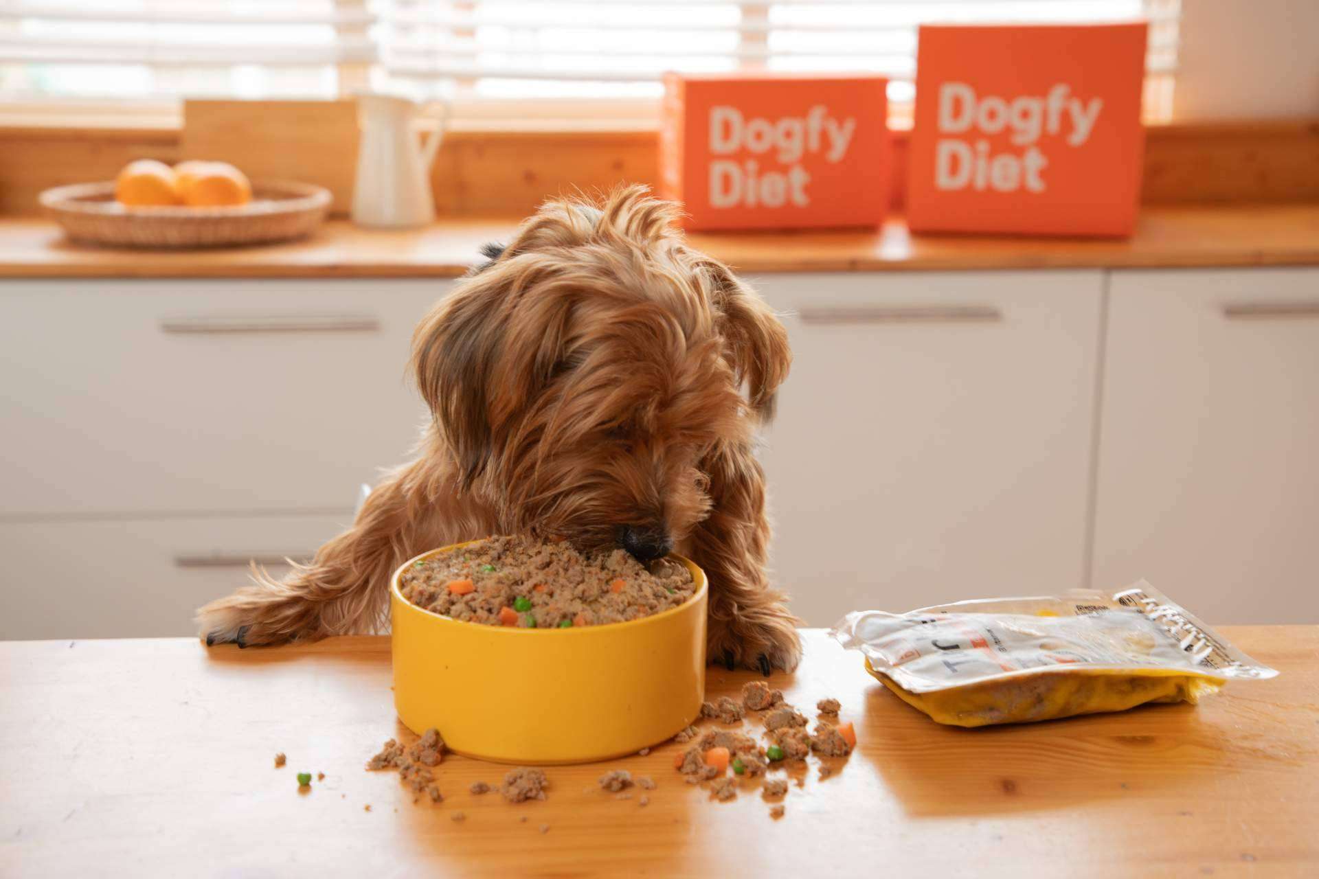 Nutrición canina de calidad; Dogfy Diet ofrece dietas frescas a domicilio Nutrición canina de calidad; Dogfy Diet ofrece dietas frescas a domicilio