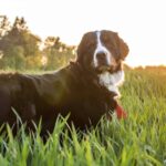 Las residencias de mascotas; una solución práctica y responsable para propietarios de perros y gatos