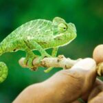 Venta de animales exóticos; Mascotas en MascotasAlgama.com