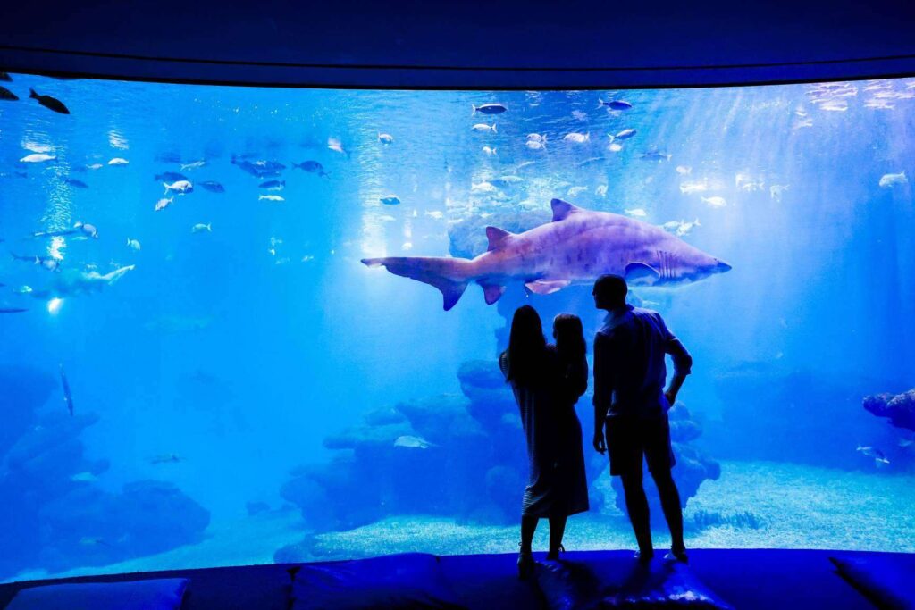 Palma Aquarium lanza ‘Som de la Mar’ con una fiesta benéfica y una programación mensual especial