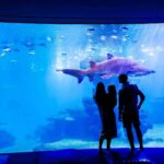 Palma Aquarium lanza ‘Som de la Mar’ con una fiesta benéfica y una programación mensual especial