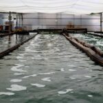 Blauver presenta su espirulina fresca como un producto clave en la alimentación del futuro