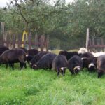 Ecomuséu Ca l’Asturcón conmemora 25 años de historia y abre una nueva etapa