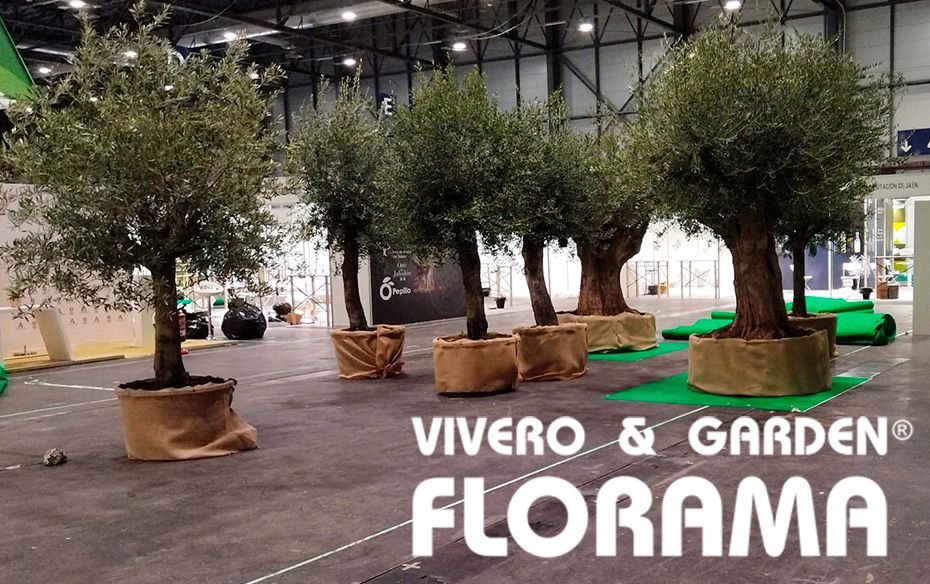 Viveros Florama: Revoluciona la decoración con su innovador servicio de alquiler de plantas