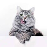 Miss Patitas Peludas, el ecommerce que facilita la compra de comida de calidad para gatos y perros