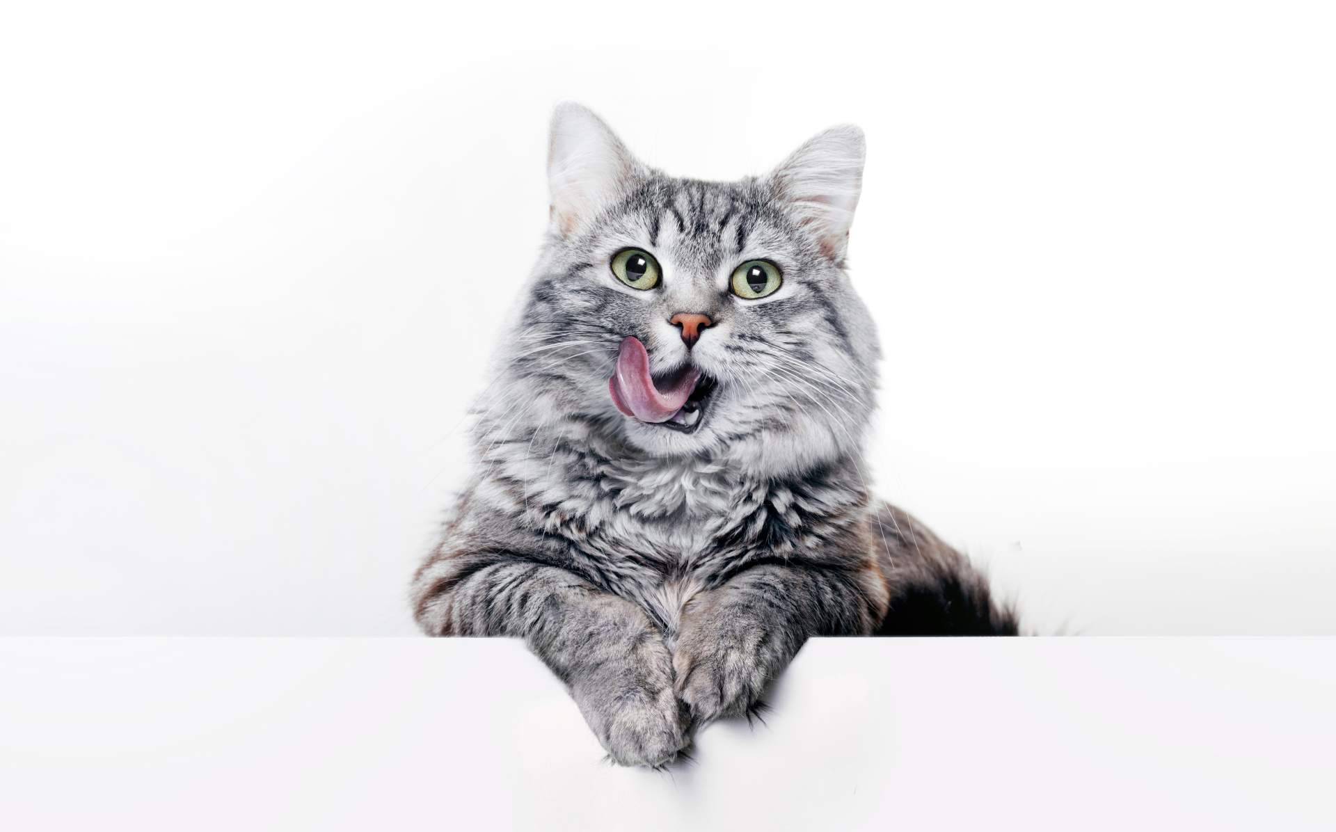 Miss Patitas Peludas, el ecommerce que facilita la compra de comida de calidad para gatos y perros Miss Patitas Peludas, el ecommerce que facilita la compra de comida de calidad para gatos y perros