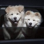 Las mejores razas y consejos para lograr un adiestramiento canino exitoso