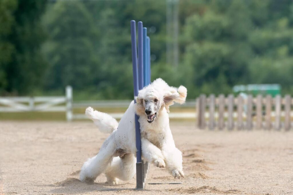 Las 7 residencias caninas mejor valoradas de Madrid