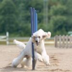 Las 7 residencias caninas mejor valoradas de Madrid