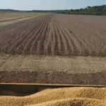 El auge de la soya en la Península de Yucatán; Oportunidad económica y desarrollo sustentable