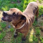 SOS Vidas insiste en la necesidad de colaboración para garantizar el rescate de animales abandonados