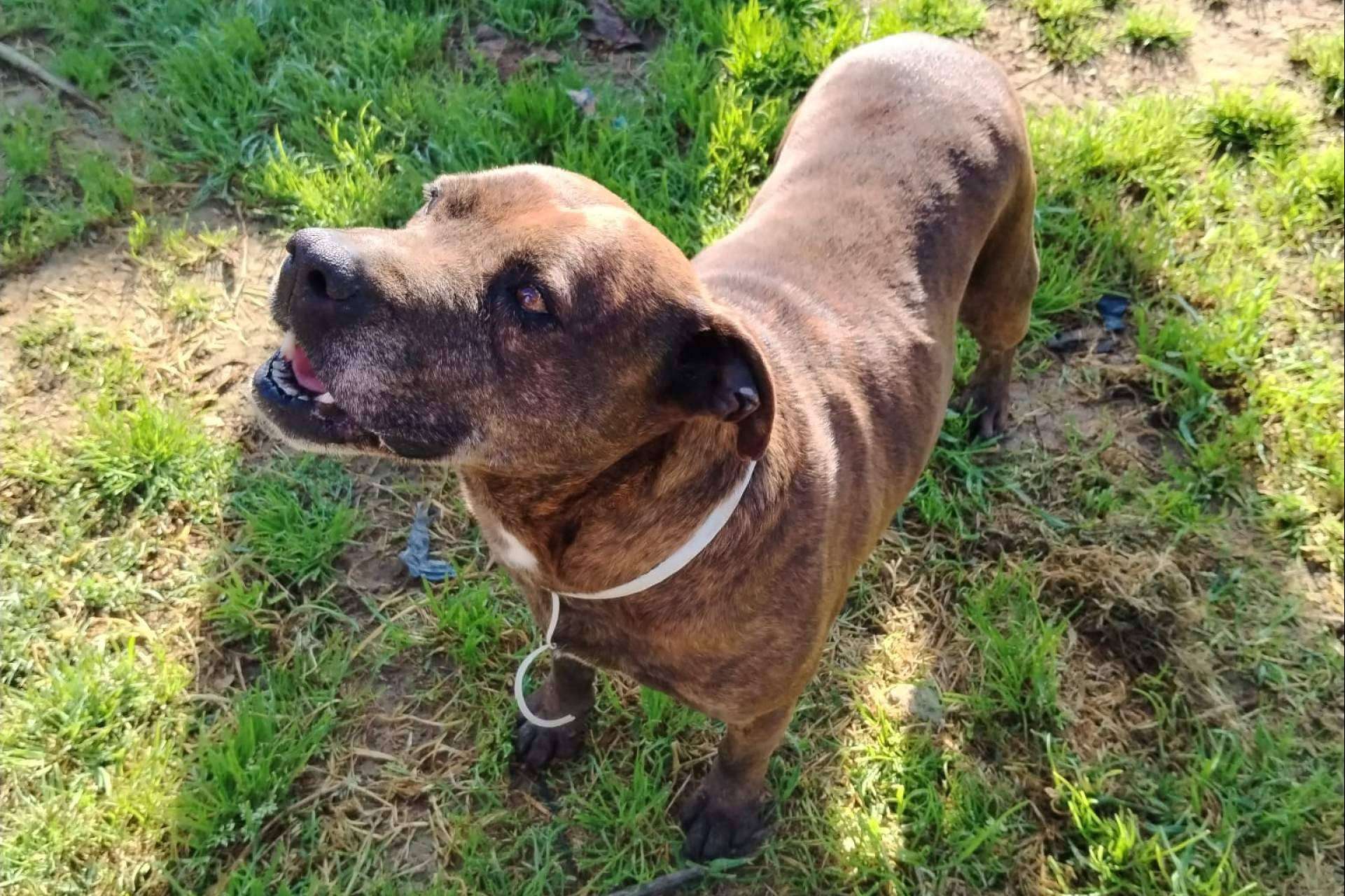 SOS Vidas insiste en la necesidad de colaboración para garantizar el rescate de animales abandonados