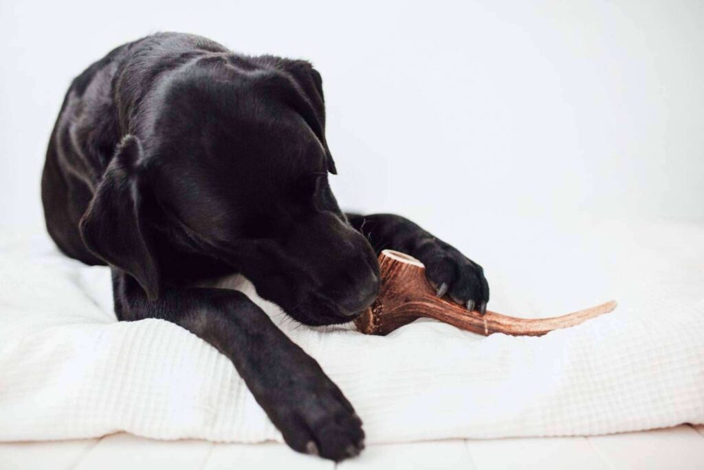 Natural, seguro y divertido; La solución perfecta para el bienestar del perro