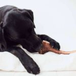 Natural, seguro y divertido; La solución perfecta para el bienestar del perro