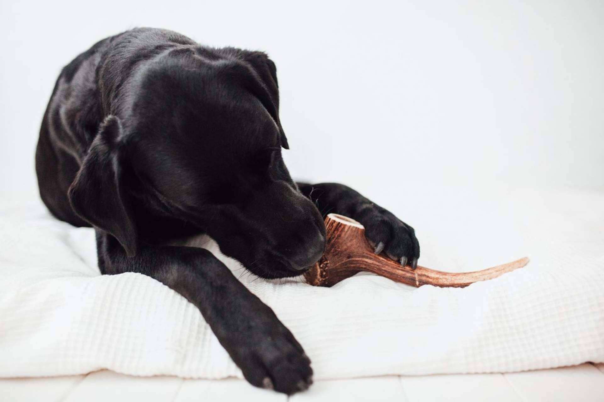 Natural, seguro y divertido; La solución perfecta para el bienestar del perro Natural, seguro y divertido; La solución perfecta para el bienestar del perro