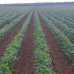 Producción de soya en México; Un pilar del crecimiento agroindustrial