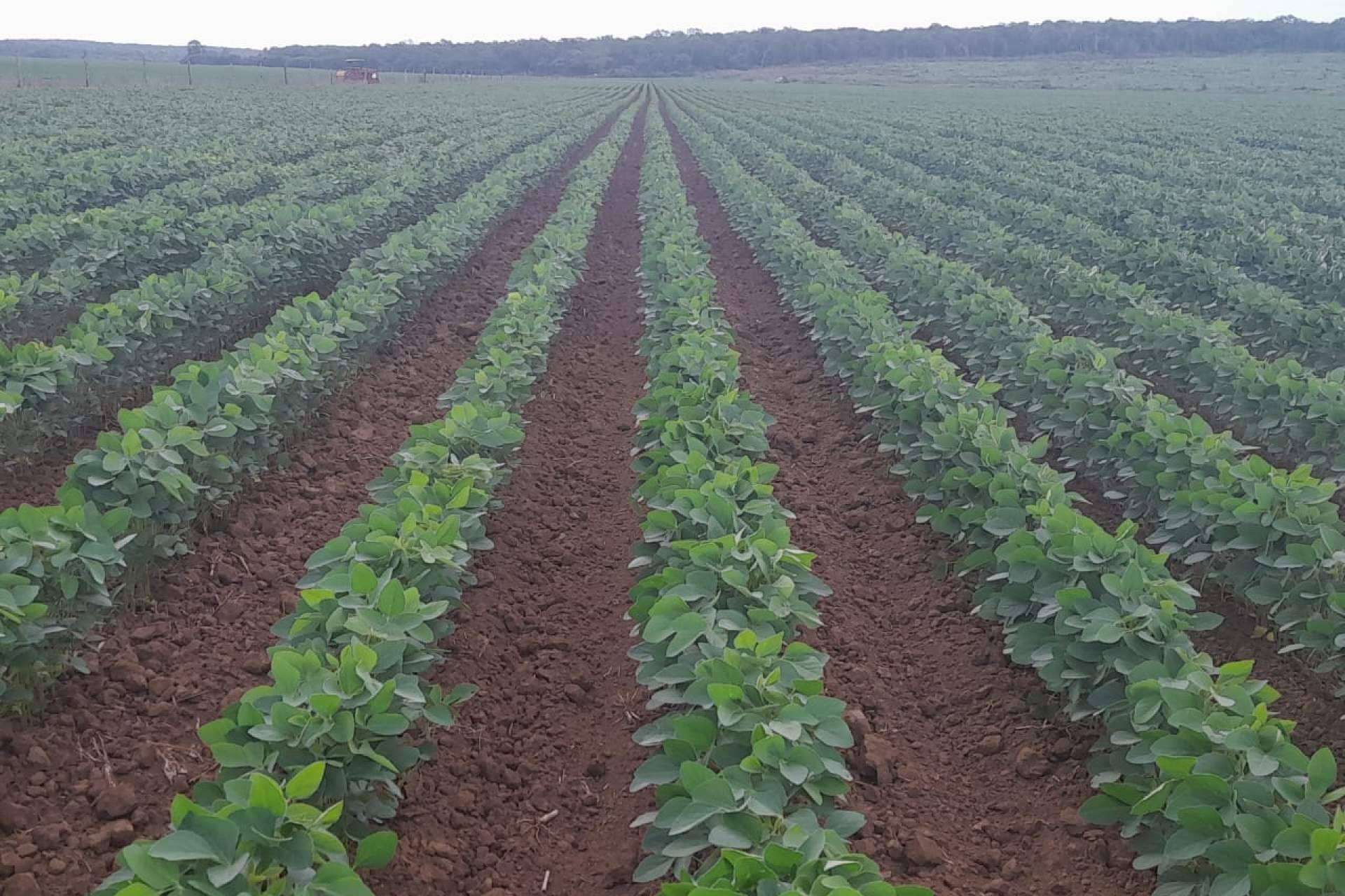 Producción de soya en México; Un pilar del crecimiento agroindustrial Producción de soya en México; Un pilar del crecimiento agroindustrial