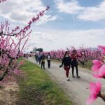 Rutas y talleres florales para disfrutar de la primavera en el Bajo/Baix Cinca