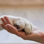 Seguro para mascotas; Proteger al mejor amigo con la mejor cobertura