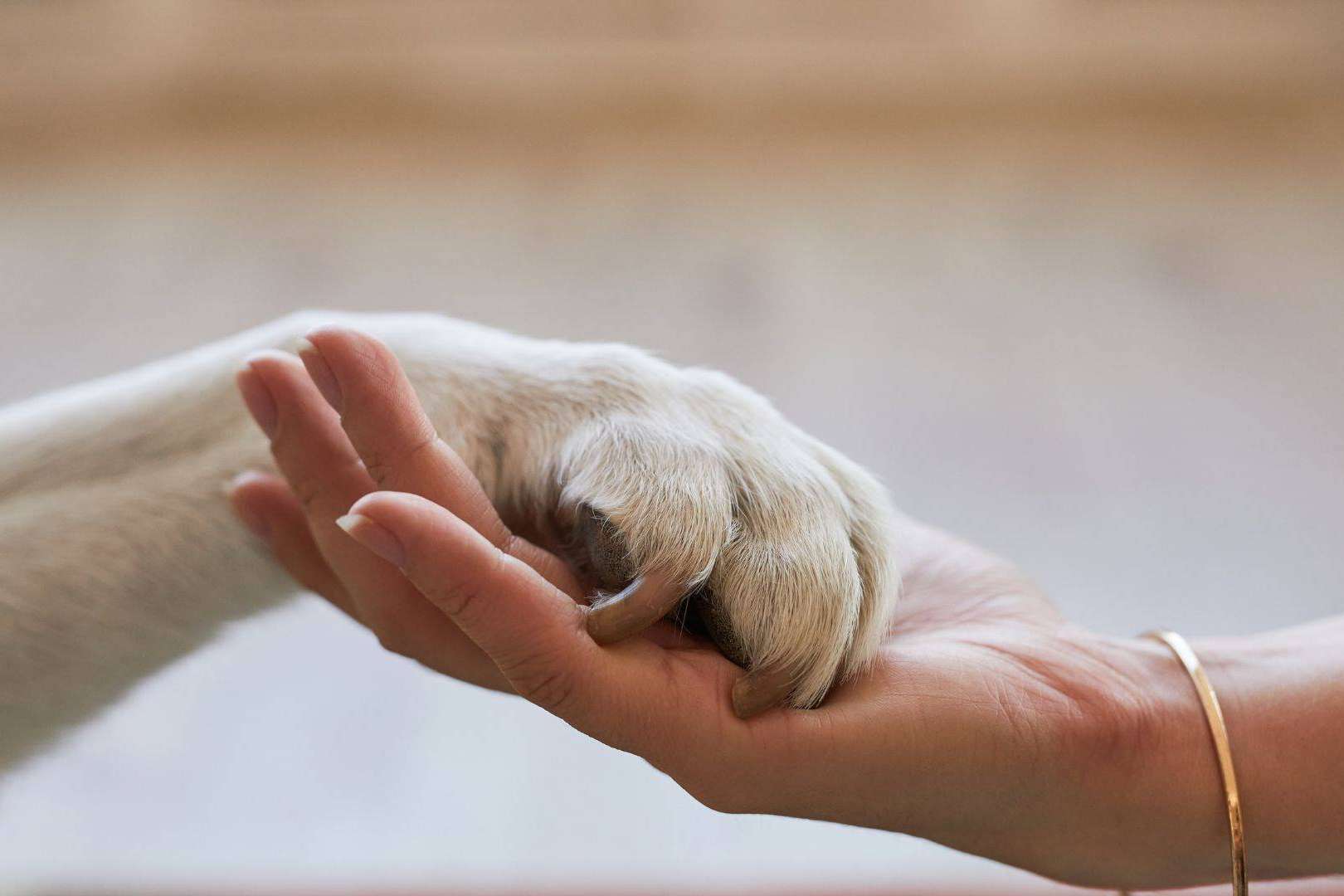Seguro para mascotas; Proteger al mejor amigo con la mejor cobertura Seguro para mascotas; Proteger al mejor amigo con la mejor cobertura