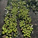 Del olivar a la botella, el viaje exquisito del aceite de oliva gourmet de Tercio de las Torres