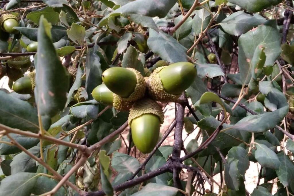 Montanera Finca Roncales