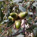 Montanera Finca Roncales