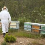 Descubrir el propóleo ecológico VerdeMiel, el más eficaz según los clientes