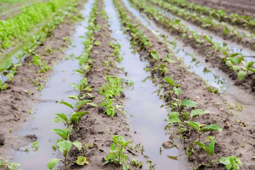 Tras las lluvias, el suelo necesita recuperarse; La biofertilización de Nostoc Biotech ayuda a proteger los cultivos
