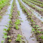 Tras las lluvias, el suelo necesita recuperarse; La biofertilización de Nostoc Biotech ayuda a proteger los cultivos