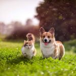 La alimentación natural en perros y gatos, una alternativa clave para su bienestar