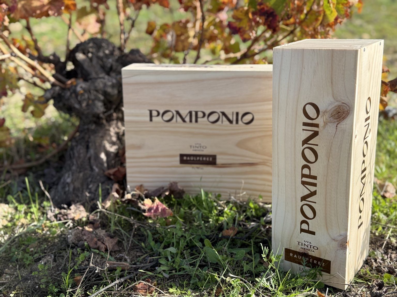 Pomponio: un vino de Bierzo con aroma de Mencía Pomponio: un vino de Bierzo con aroma de Mencía
