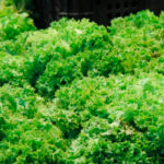 Ensalada multivitaminas, muy rica y diferente a las de lechuga y tomate Ensalada multivitaminas, muy rica y diferente a las de lechuga y tomate