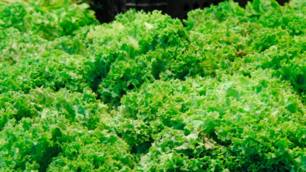 Ensalada multivitaminas, muy rica y diferente a las de lechuga y tomate Ensalada multivitaminas, muy rica y diferente a las de lechuga y tomate
