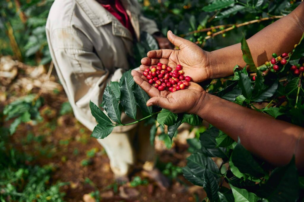 Fresh OCS impulsa el bienestar corporativo con su servicio de café para oficina de especialidad