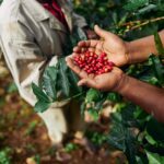 Fresh OCS impulsa el bienestar corporativo con su servicio de café para oficina de especialidad