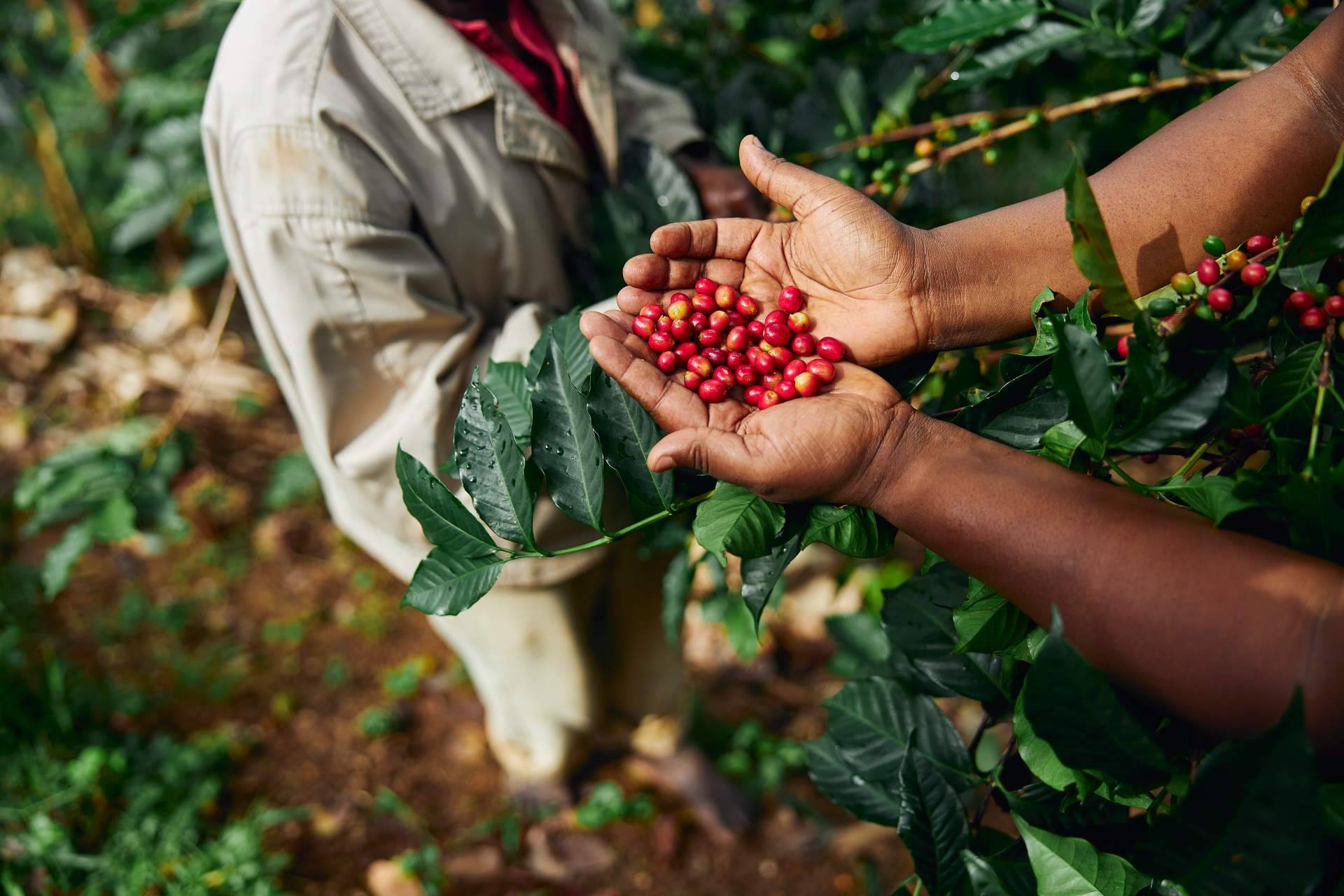 Fresh OCS impulsa el bienestar corporativo con su servicio de café para oficina de especialidad Fresh OCS impulsa el bienestar corporativo con su servicio de café para oficina de especialidad
