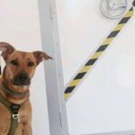 Cronologic, el escape room en Barcelona donde los perros son bienvenidos, finalista de los premios TravelGuau