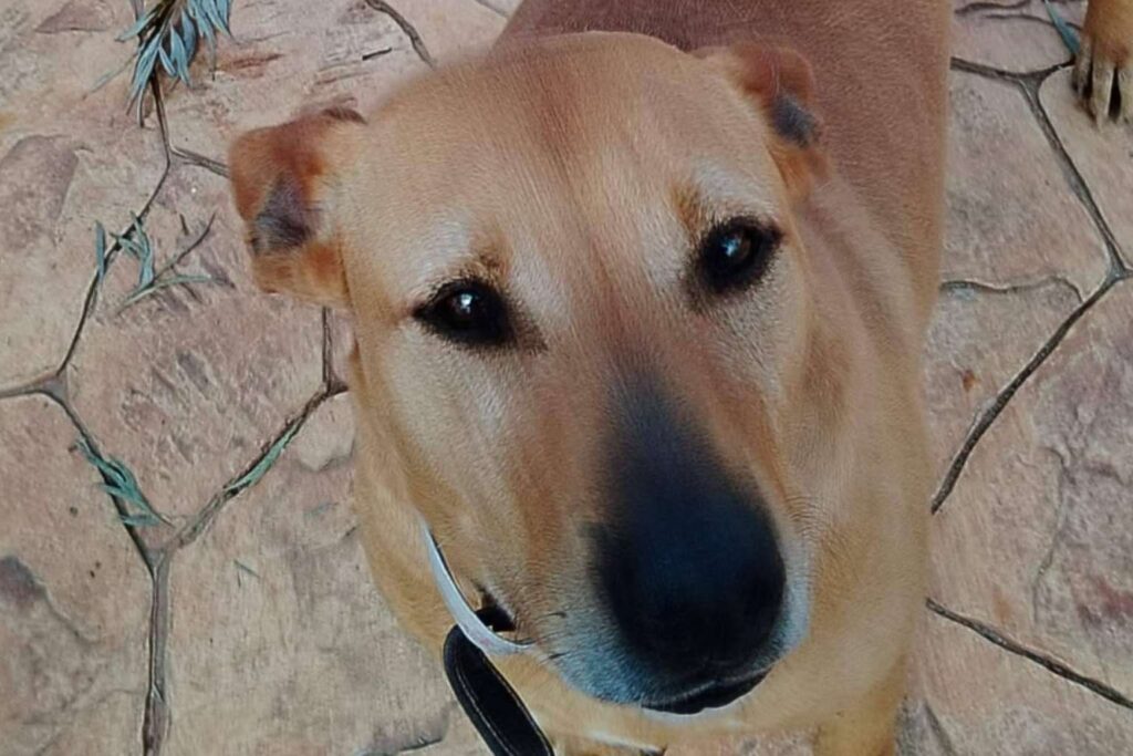 El futuro de decenas de animales en riesgo, SOS Vidas necesita ayuda para seguir adelante