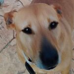 El futuro de decenas de animales en riesgo, SOS Vidas necesita ayuda para seguir adelante