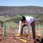 CO2 Gestión, especialistas en la plantación de bosques corporativos