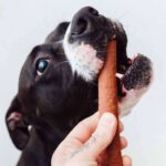 ¿Se cree conocer a la mascota? Hay que prepararse para descubrir su nuevo vicio